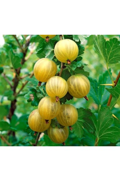 Аґрус середній Золотистий медовий